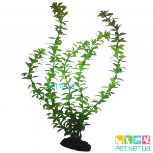 Aquarium plants - 05